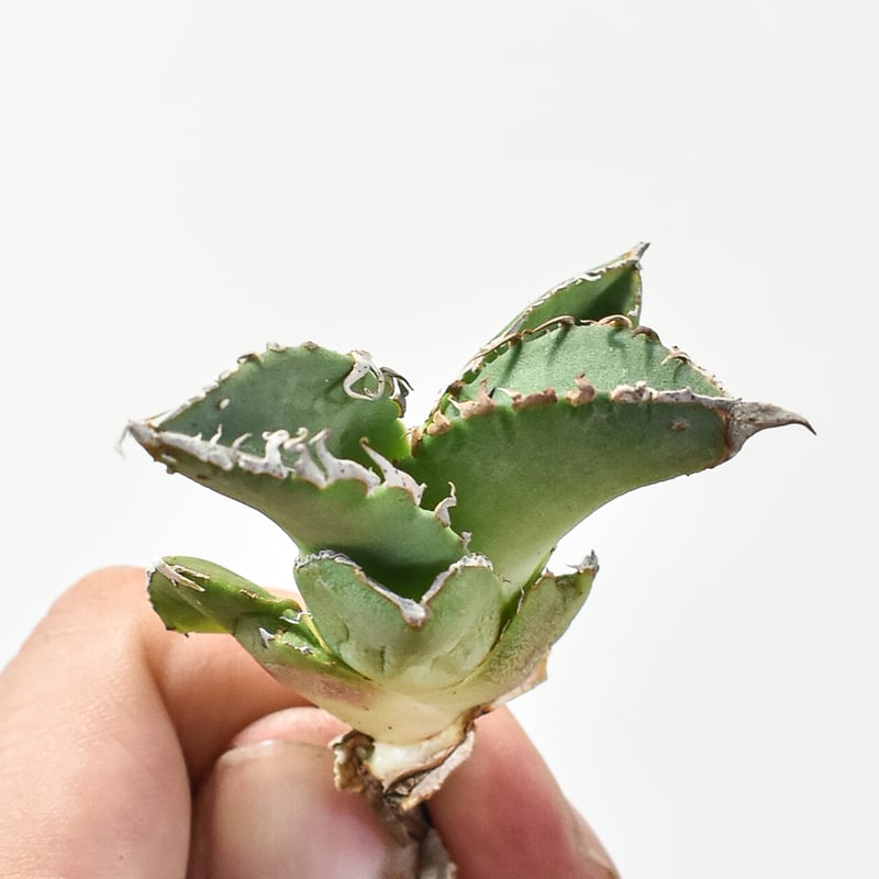 アガベ チタノタ DENNIS018 【台湾DENNIS産/発根済み/子株】C DN24