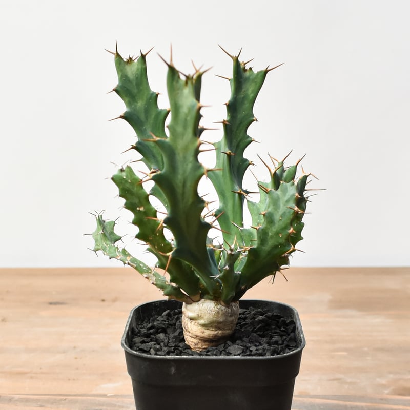 ユーフォルビア クラビゲラ 【実生】 RFHK25011505 | RAFLUM / ラフラム