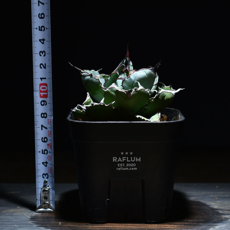 アガベ チタノタ ブラックアンドブルー 