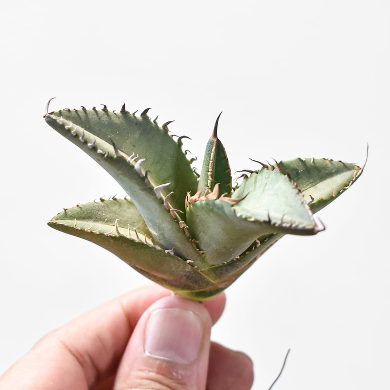 アガベ　チタノタ　毒刺B 子株 毒刺 アガベ チタノタ 毒刺B 子株 毒刺 【公式通販】