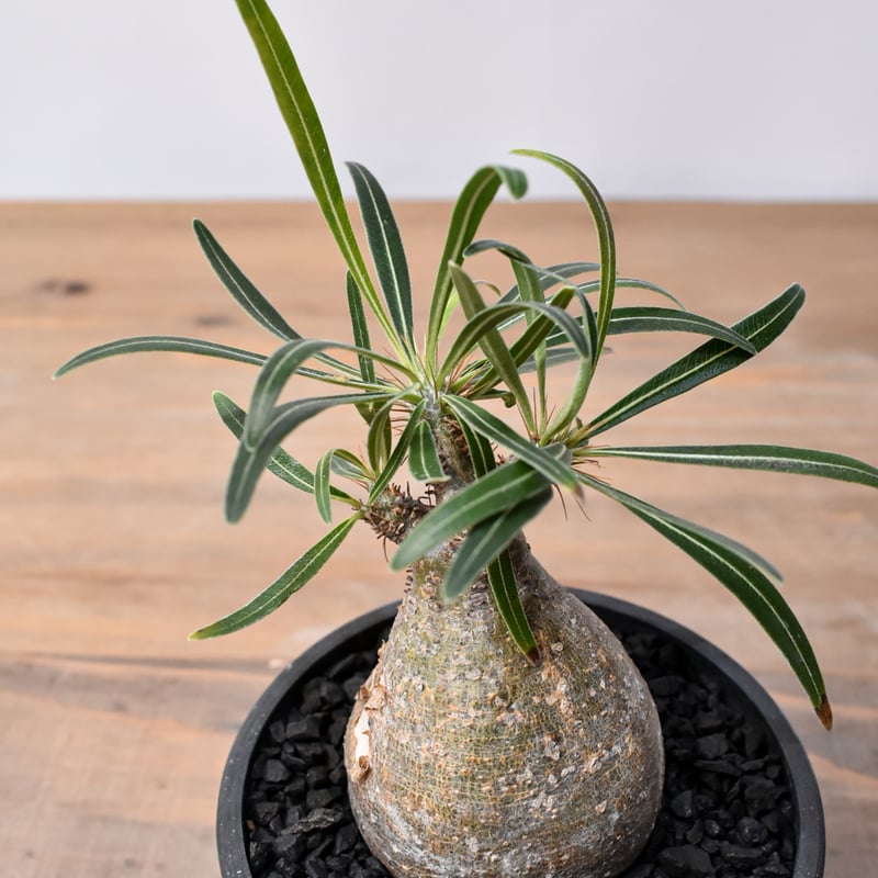 江*桜様 47.パキポディウム グラキリス パキポディウムの王様とも称されるグラキリス。輸入株（現地球）と実生