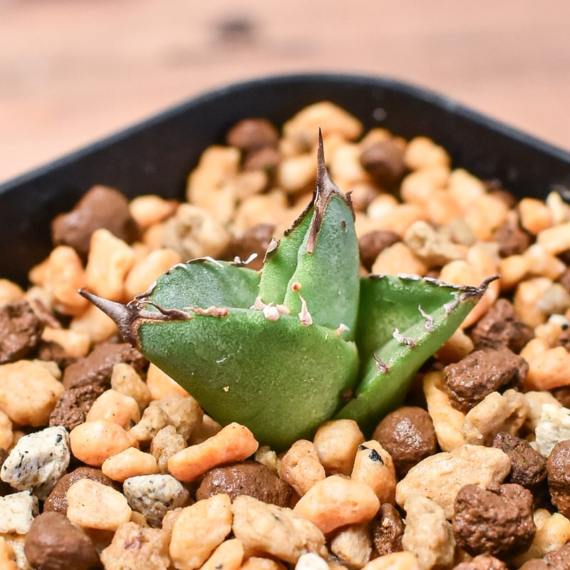 BM5】多肉植物 アガベ 手早い チタノタ Agave titanota 金蟾王 BM5】多肉植物 アガベ 手早い チタノタ Agave titanota 金蟾王