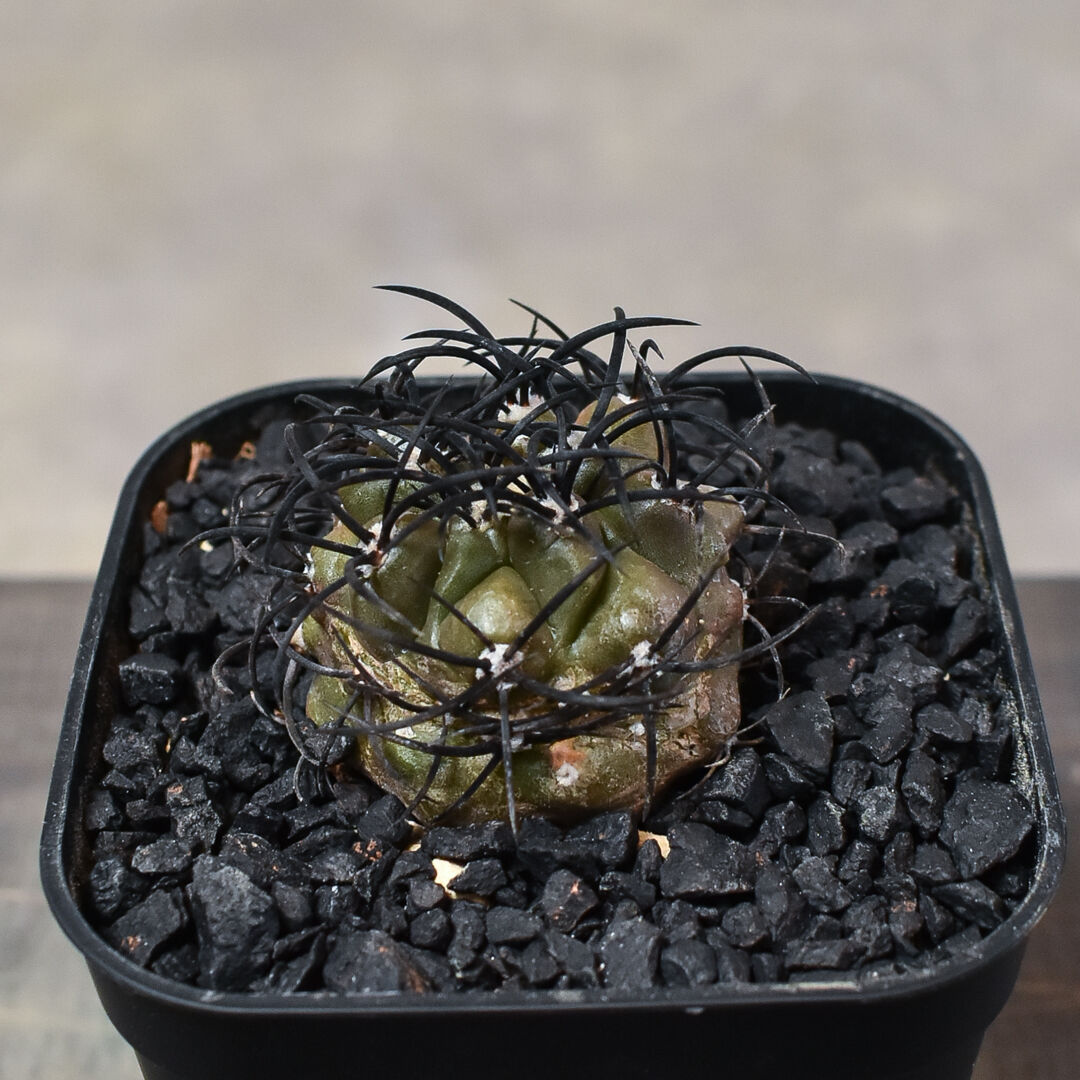 サボテン実生群生コピアポア グリセオビオラセア 栗星玉 大玉 Copiapoa ...