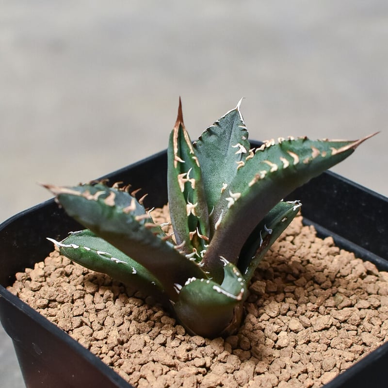 アガベ チタノタ ホワイトファイヤー 