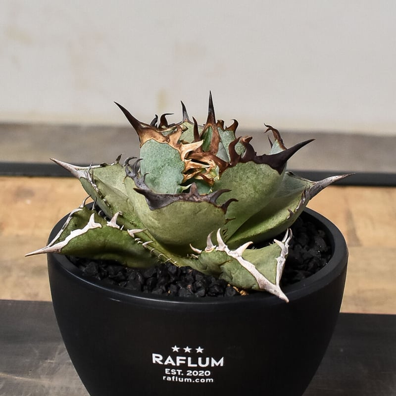 アガベ鳳凰　チタノタ　オテロイ アガベ チタノタ フェニックス 