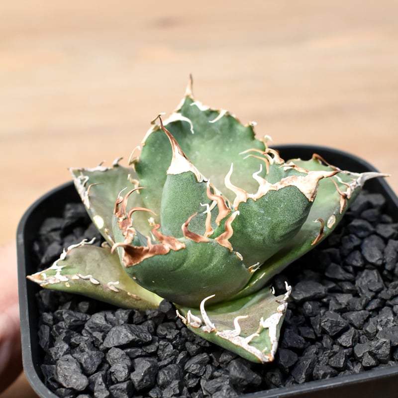 アガベ チタノタ ゼウス 