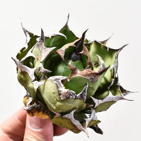 794【上澳園芸】アガベ チタノタ 姫巌龍錦 覆輪斑 極美株 上澳園芸】アガベ チタノタ姫巌龍錦 覆輪斑 794【上澳園芸】アガベ