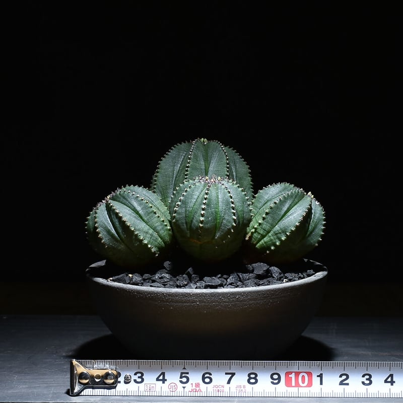 パナミ　ユーフォルビア オベサ 2株セット MULTI- HEAD - マルチヘッド】多頭の他にも二頭以上が融合した