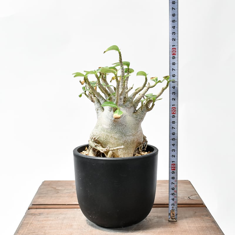 アデニウム アラビカム【発根済み】GM2400659(T) | RAFLUM / ラフラム