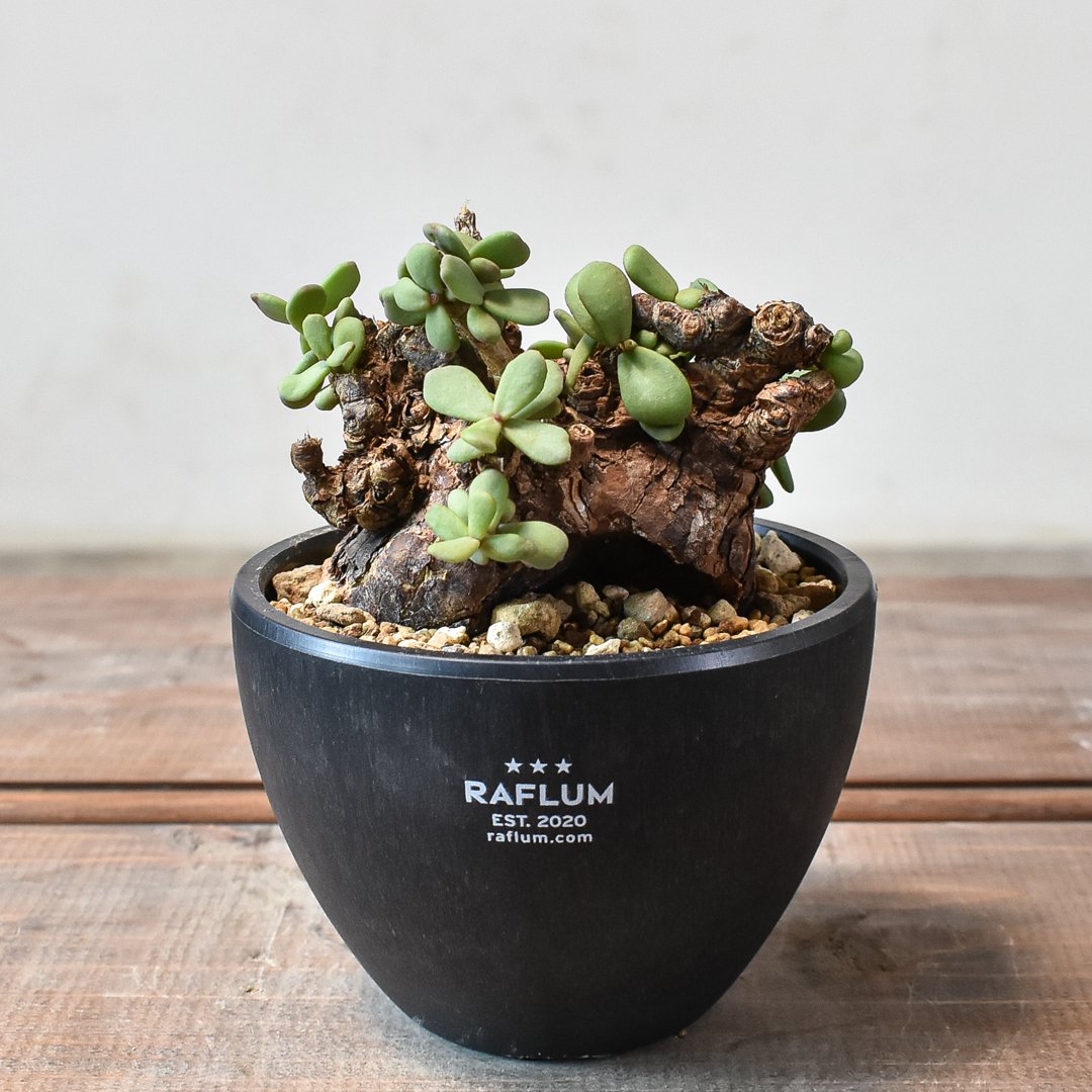 ケラリア ピグマエア 【発根済】B | RAFLUM / ラフラム｜東京、大阪の