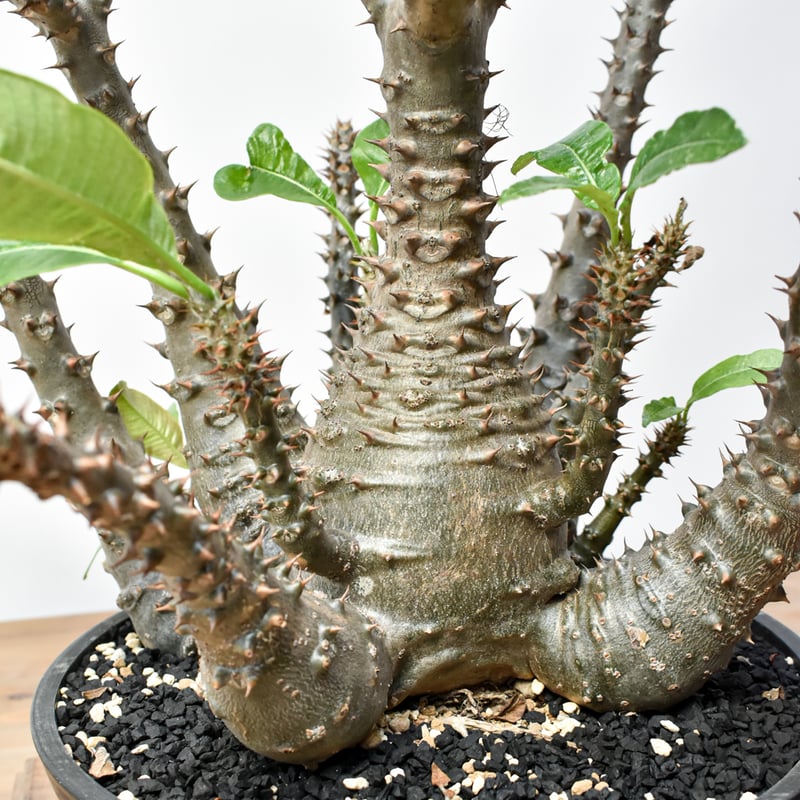 RAFLUMコレクション】パキポディウム ウィンゾリー 