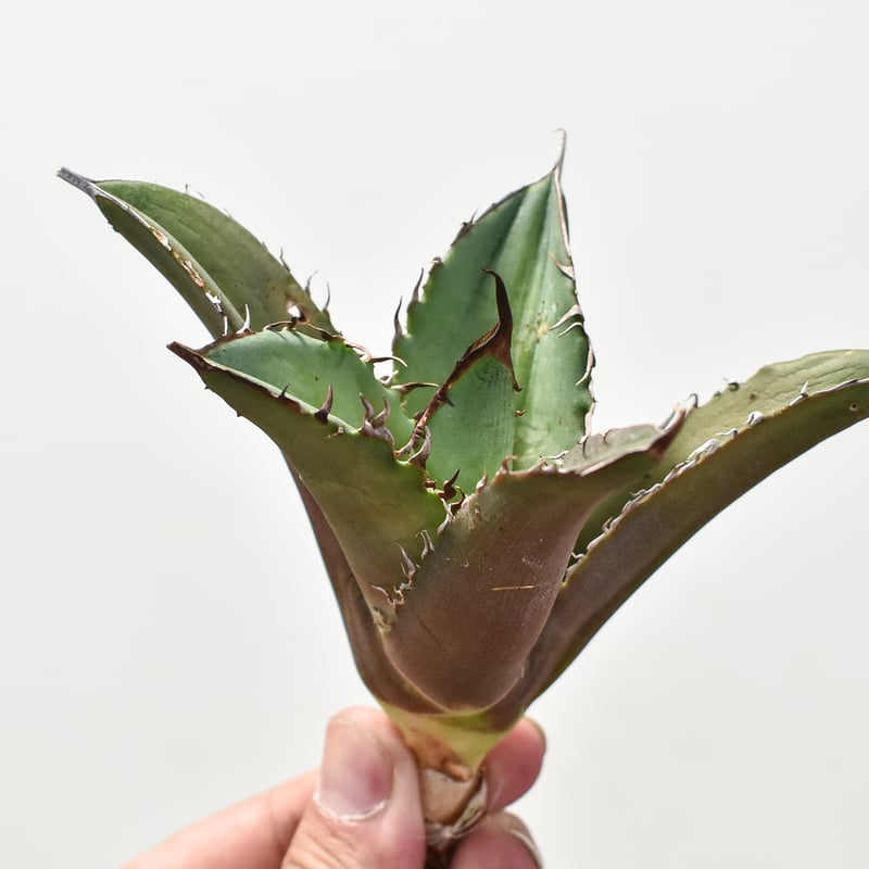 【親株】アガベチタノタ　猟豹　チーター　ドラゴンアガベ産 親株】アガベチタノタ 猟豹 チーター ドラゴンアガベ産