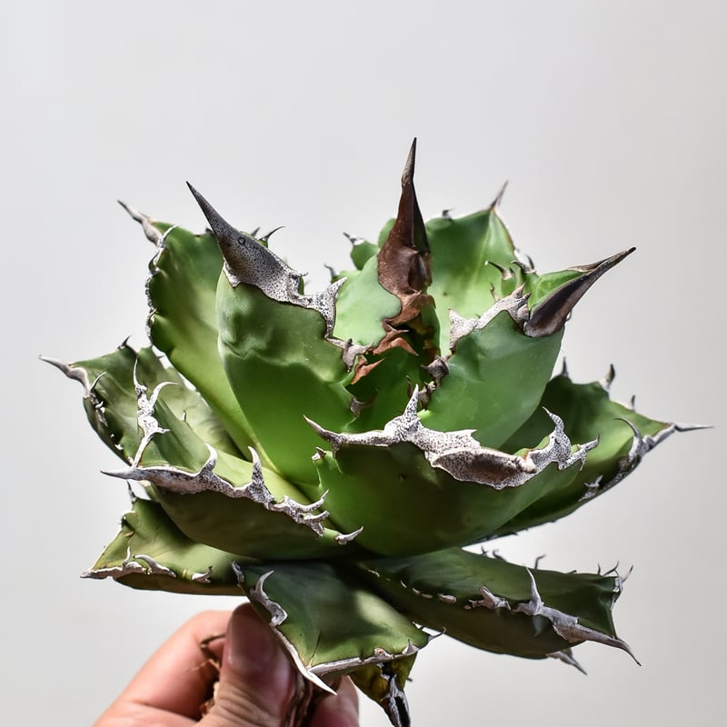 アガベ チタノタ ホワイトファイヤー / 白炎, 白火焔 