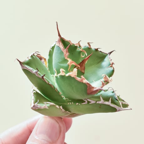 アガベブツブツ系 | STORES