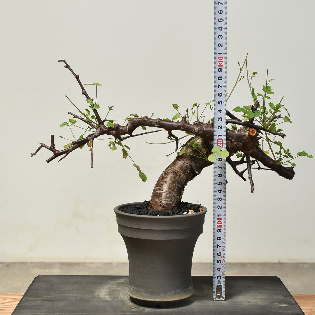 8/26値下げ　コミフォラ　ボラネンシス コミフォラ ボラネンシス （発根済み） RF230774(T) | RAFLUM