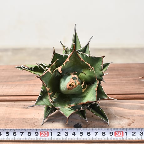アガベ チタノタ チーター "猟豹"  【台湾 dragon agave産/中株/発根済】4 DG2401567