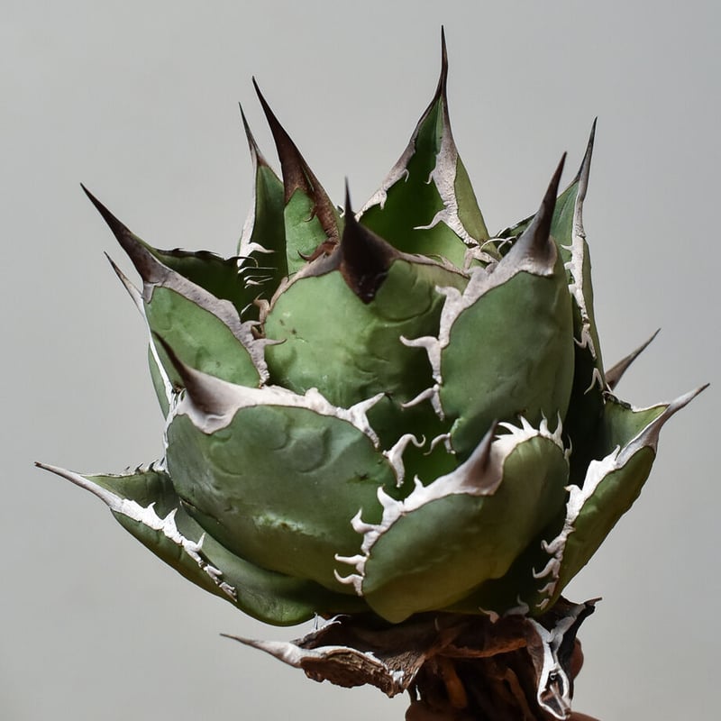 アガベチタノタ ダブルヘッド スペード 黒桃 カキ仔 多数 アガベ チタノタ スペード 