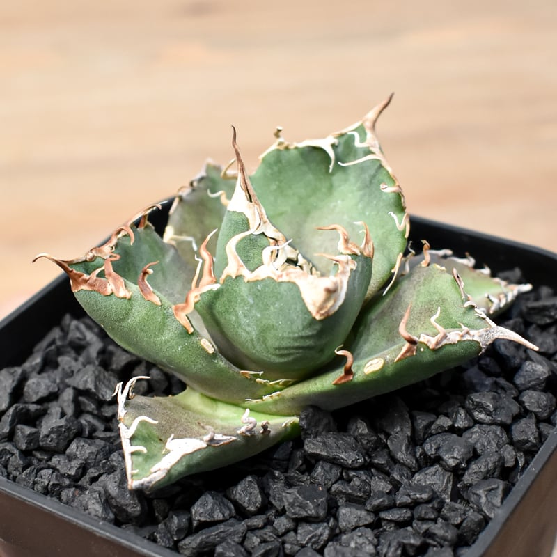 アガベ チタノタ ゼウス 