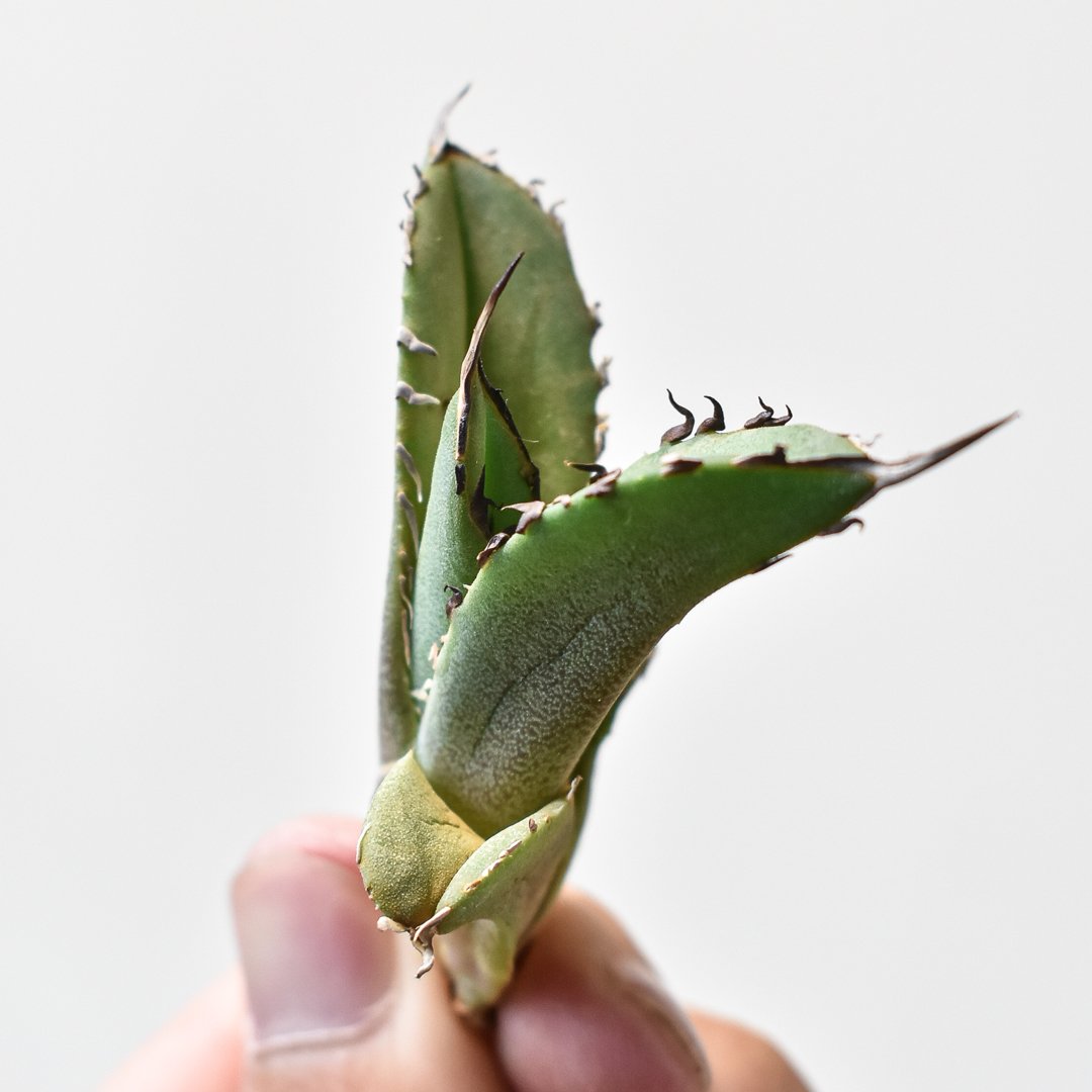 アガベ チタノタ GODZILLA ゴジラ 親株出品