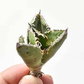麻花　子株　ブツブツ　発根済み Yahoo!オークション - アガベ チタノタ 麻花龍 子株 ②発根済