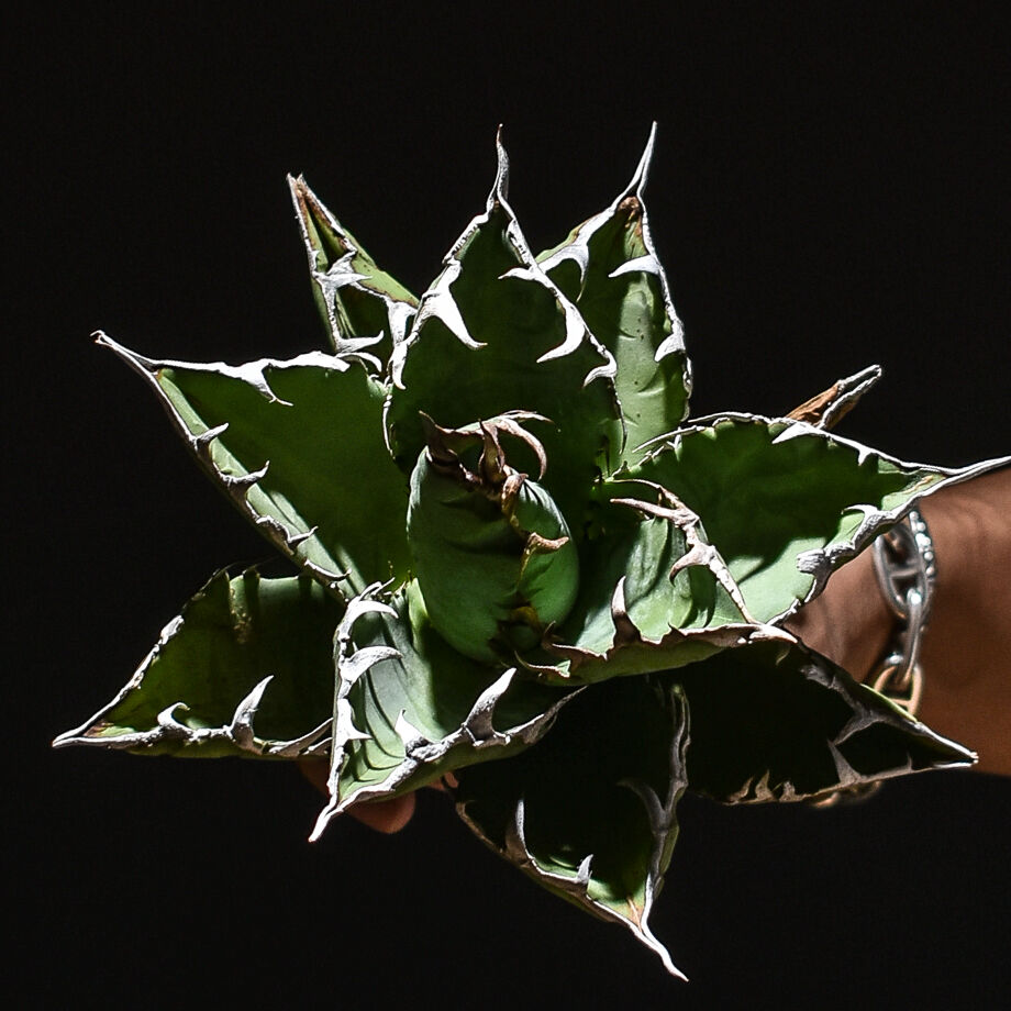 アガベ チタノタ 