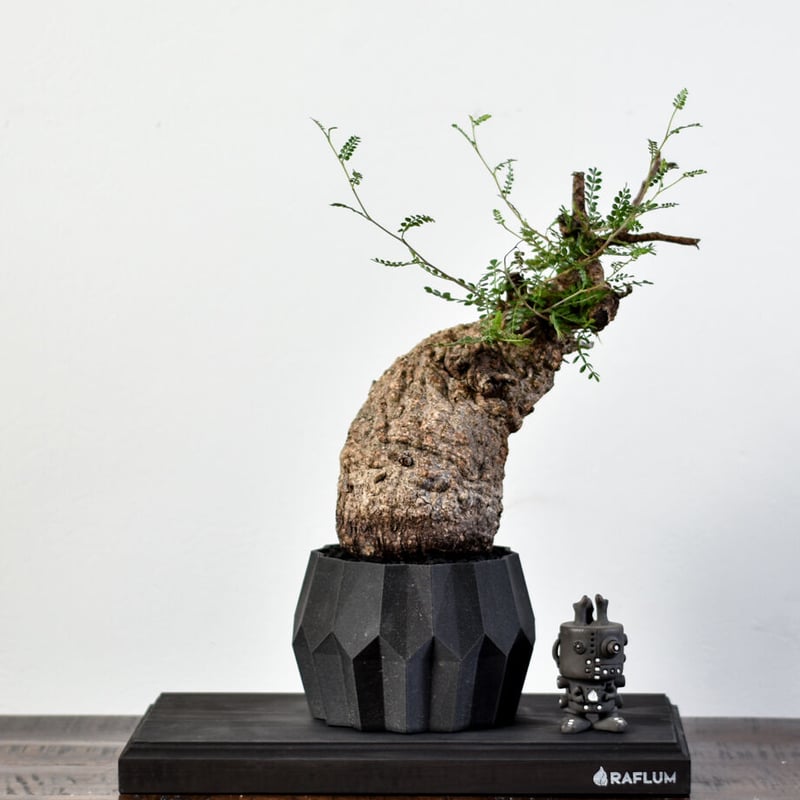 オペルクリカリア パキプス【代表コレクション株からの1株！超厳選の良  