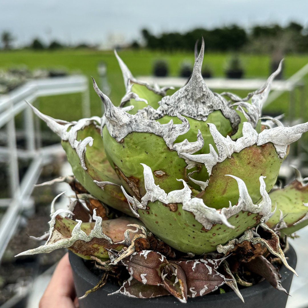 アガベ　Berlin産　皇冠　直子　① アガベ チタノタ BEAST Berlin産｜Yahoo!フリマ（旧PayPayフリマ）