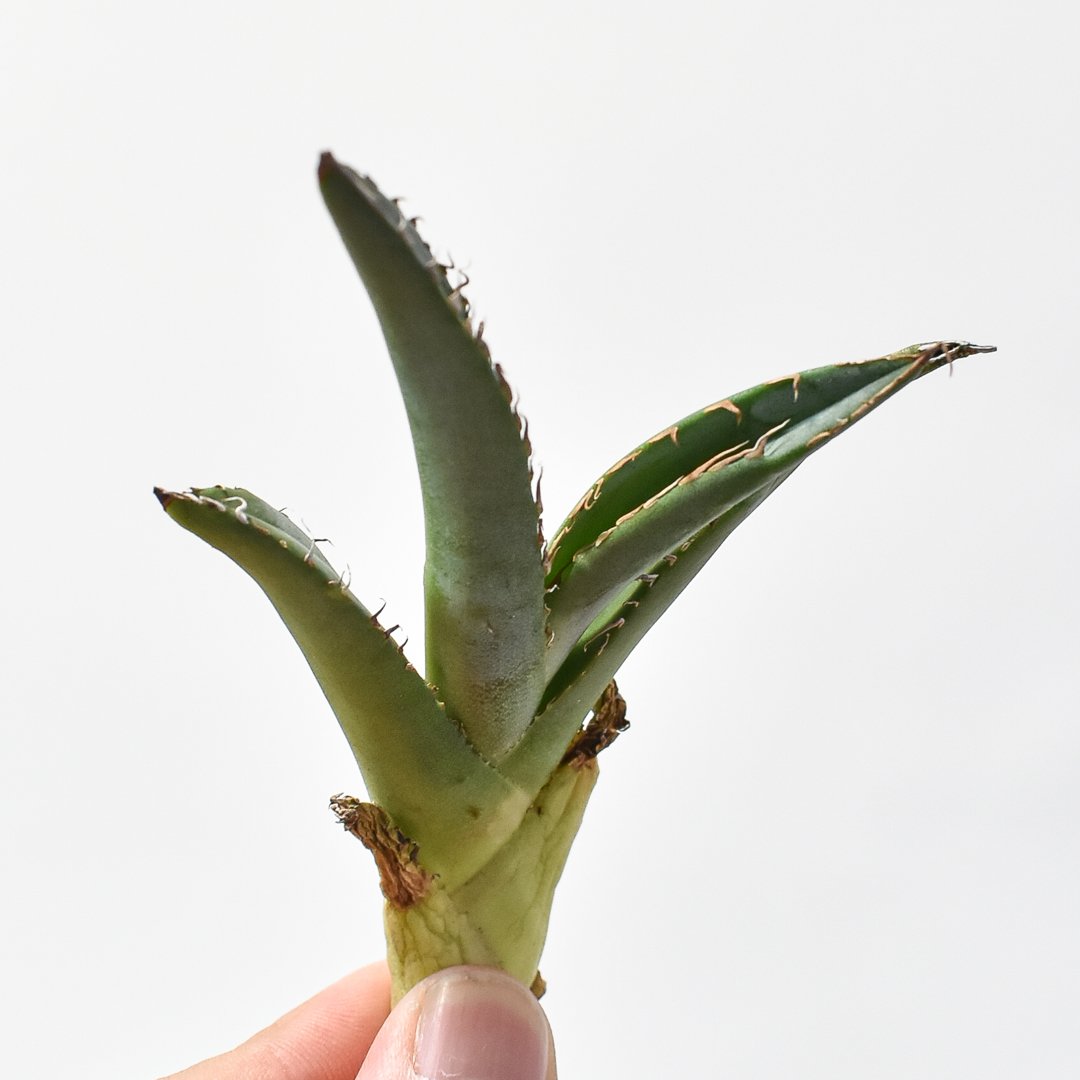 アガベ　チタノタ　白悪魔　Solo agave産 アガベ チタノタ 