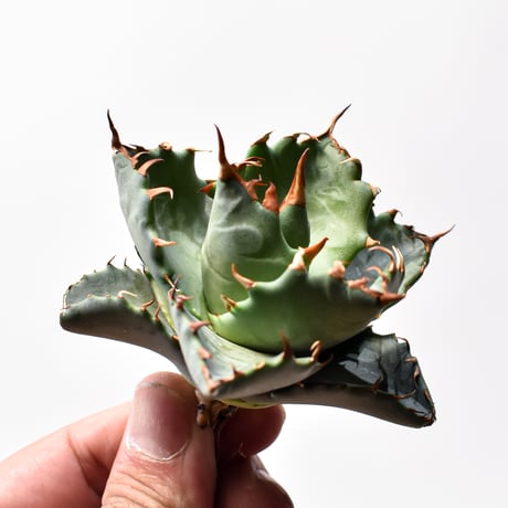 アガベ ハイブリット "甲妖 x 蟹"【台湾botanical_seeker産】RF25012099