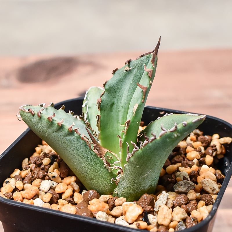 アガベ チタノタ ホワイトホーク特選株 アガベ チタノタ『White Hawk