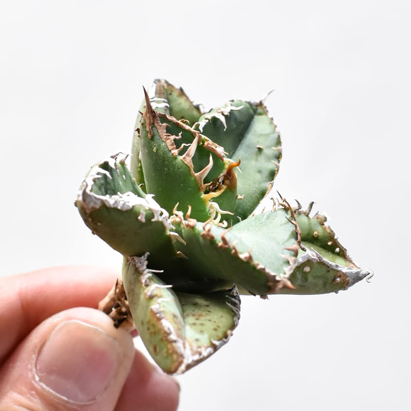 アガベ チタノタ 