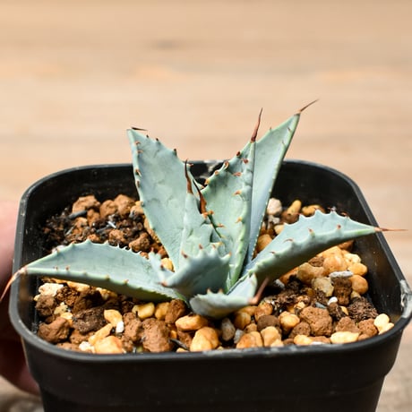 アガベ ハイブリット 日系イシスメンシス×象牙妖炎（陽炎エボリ）【台湾botanical_seeker産】RF25011373