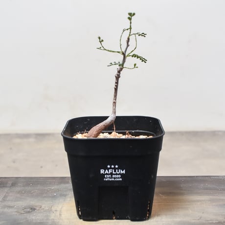 実生オペルクリカリアヒファエノイデス【鉢付き】 オペルクリカリア ヒファエノイデス （実生株）RF22100 | RAFLUM