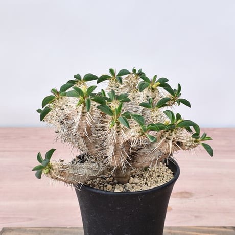 植物台座 | STORES
