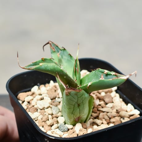 アガベ チタノタ ハデス "恐竜牙歯" "黒帝斯"（発根済み/子株）RF231769
