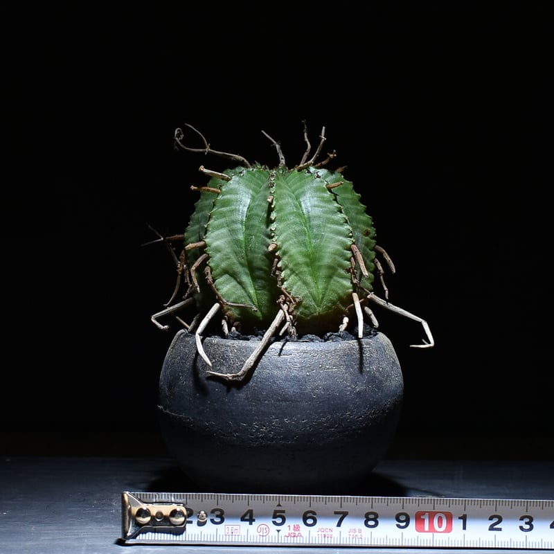 ユーフォルビアバリダ　群生　10年程管理 ユーフォルビアバリダ 群生 10年程管理