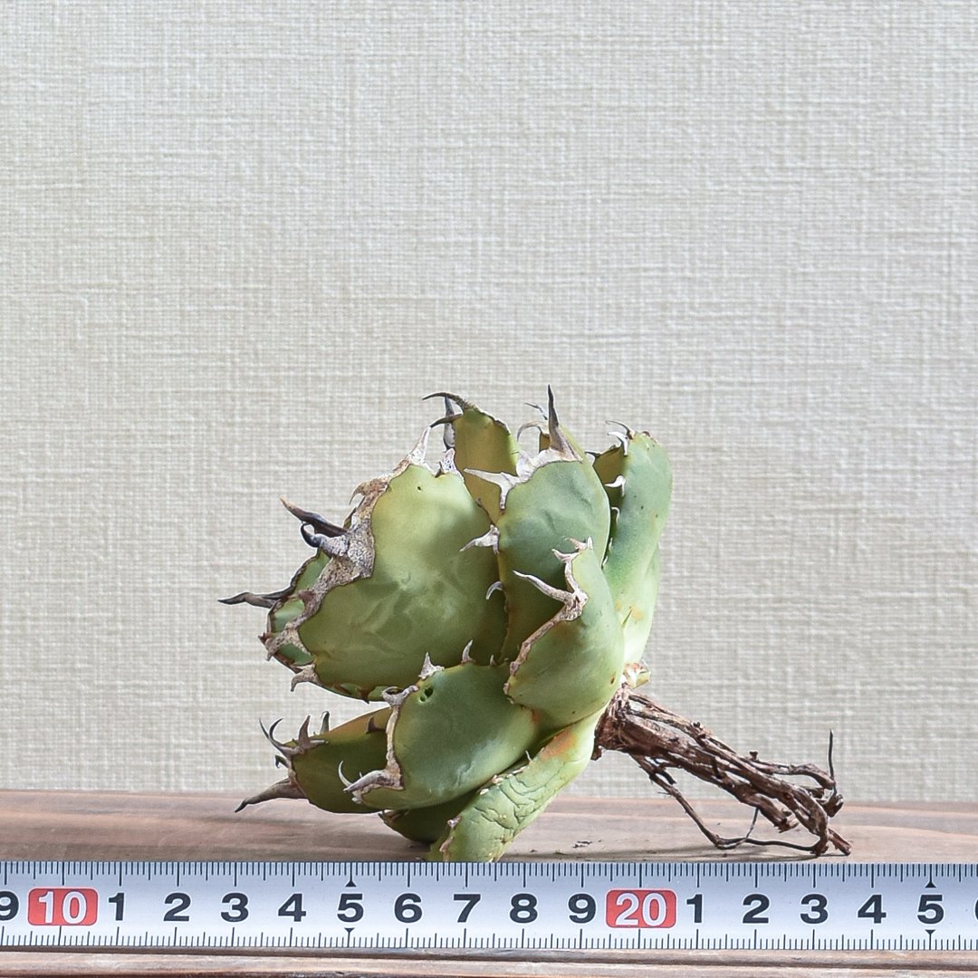 アガベ チタノタ フクロウ / 猫頭鷹 , アザラシ / 海豹【台湾 dragon