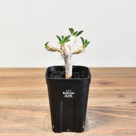 CATEGORY ギラウミニアナ | RAFLUM / ラフラム｜東京、大阪の塊根植物
