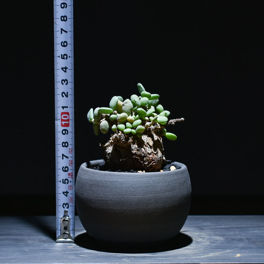 fit=scale-down,w=1200 fit=scale-down,w=1200