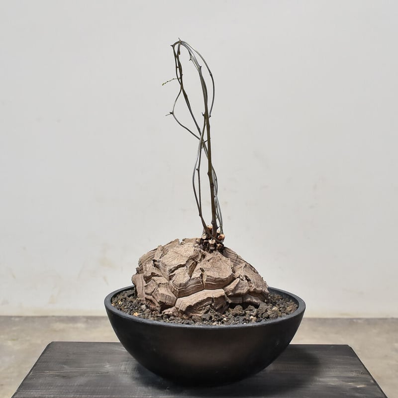 ディオスコレア・エレファンティペス