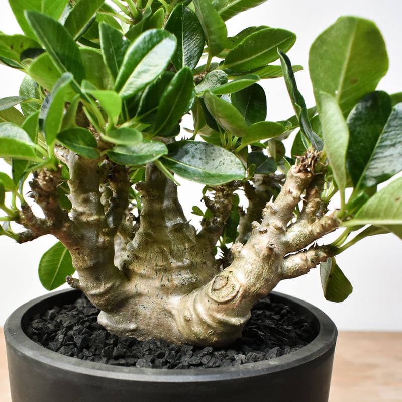 ウィンゾリー パキポディウム 実生株2 自家採取】10粒 パキポディウム ウィンゾリー windsorii 現品