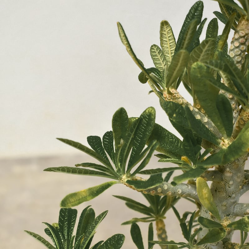 ドルステニア ギガス（発根済み）RF231444(T) | RAFLUM / ラフラム