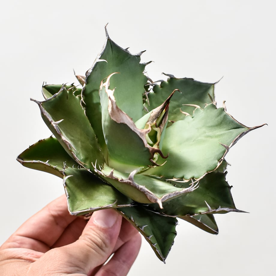 6676fb80eaec1c23f18d281d