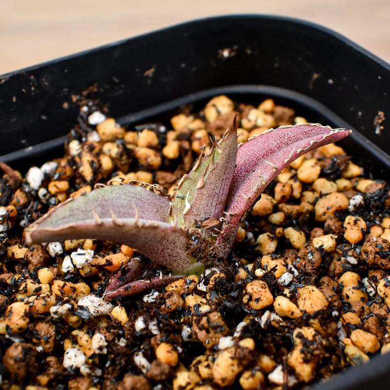 うちこ　50株まとめ売り　アガベ実生 まとめ売り】アガベ 実生株 - メルカリ