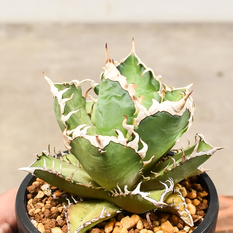 アガベ チタノタ レッドキャットウィーズル 【発根済み