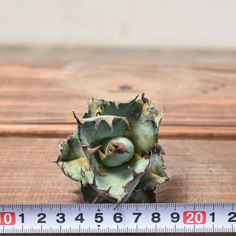 アガベ チタノタ ブラックアンドブルー / BB 藍球 【台湾産/抜き苗販売