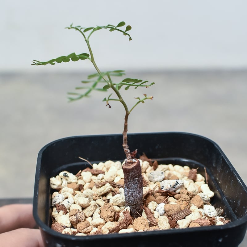 オペルクリカリア パキプス根挿し株 オペルクリカリア パキプス根挿し×伝市鉢 | GREEN LUCK