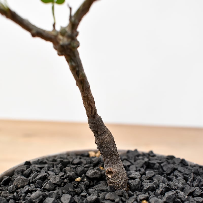 WACK” ON YOUR SIDE】オペルクリカリア パキプス WACK-B077 |