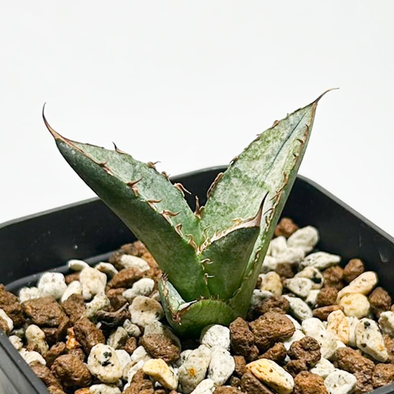 アガベ チタノタ 