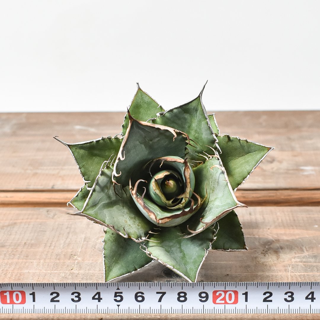 国内実生最高峰】アガベ オテロイ【OSPセレクト株 / 抜き苗 / 実生】42